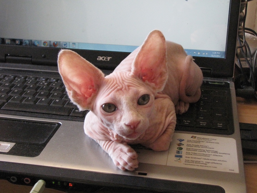 Each Canadian sphynx comes from a heritage of excellence, preserving the distinctive qualities that make this breed exceptional. Call me today for more information at (917) 690-4564!

#CanadianSphynx #StatenIslandNY bit.ly/3aBHPZM