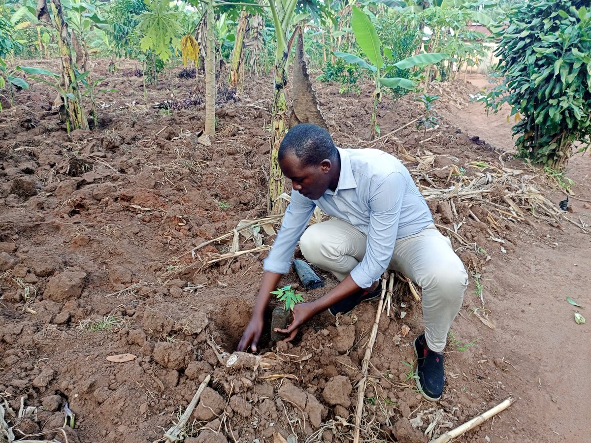 Plant a trees and grow it, agroforestry is key in environmental conservations actions.N.B fruit trees are advisable since they play both economic benefits and environmental conservation and ecosystem restoration