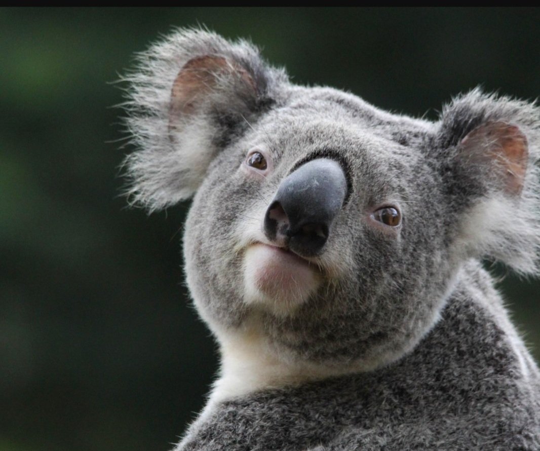 philparkerkfyr's tweet photo. Some experts say that the koala bear could disappear if you don't listen to PMS On Demand.  Listen and help save this adorable critter. https://t.co/626NiyizkN https://t.co/4MpEBcYa7F
