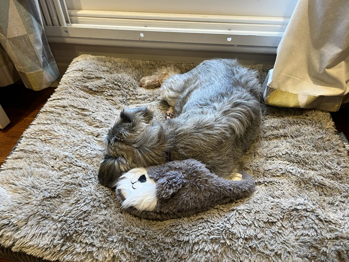 I’m napping with one of my dad’s fuzzy schnauzer slippers. The dads like to refer to them as my “little sisters”.