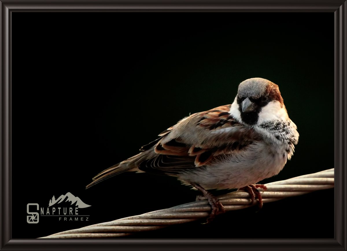 House Sparrow

#sparrow #housesparrow #cutebird #smallbird #birdsofindia #beautifulbird  #birdphotography #naturephotography #natgeo  #canonindiaphotography #canonphotography #nationalgeography #natgeoindia #capturedoncanon #birds #birdsofinstagram #wildlife #wildlifephotography