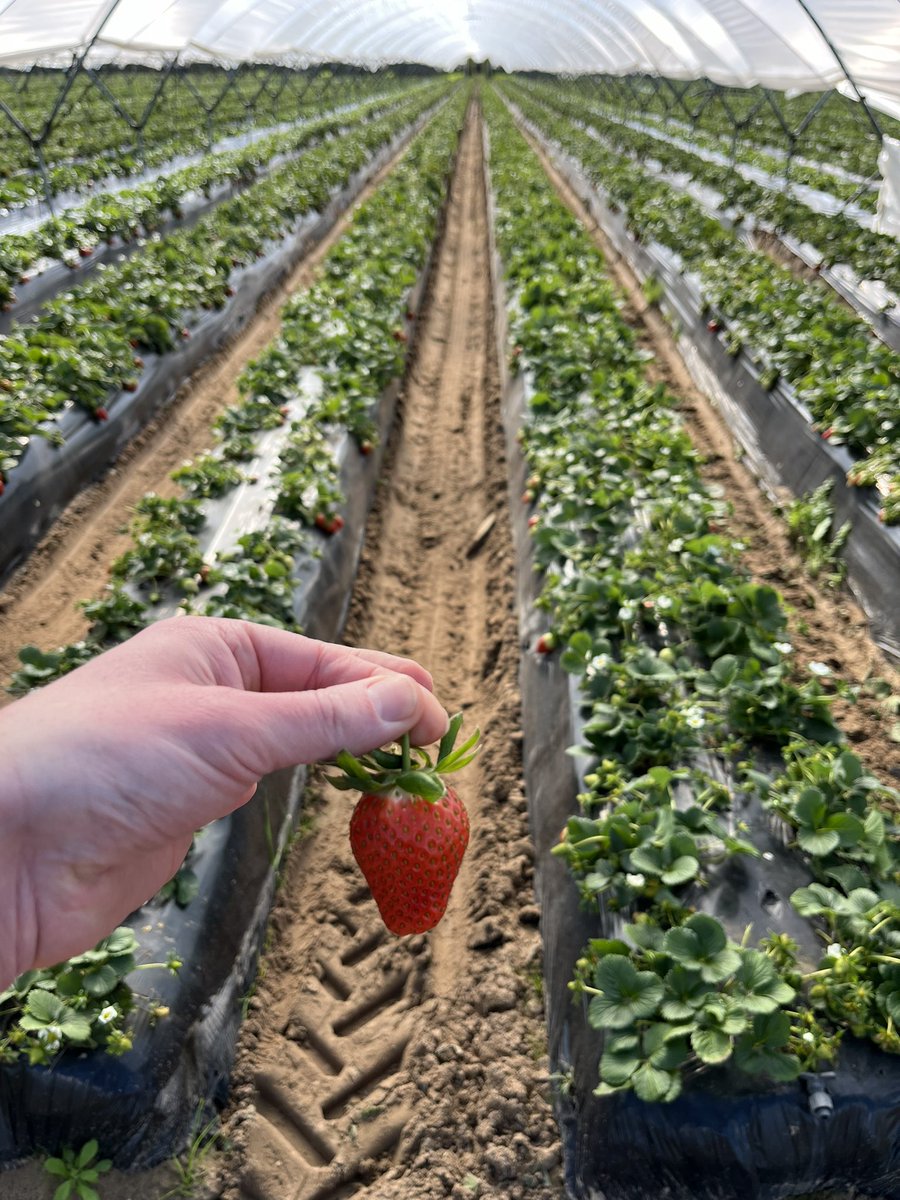 We’re in Southern Spain understanding the water challenges, and supporting the upcoming water stewardship stakeholder workshop 🫐🍓