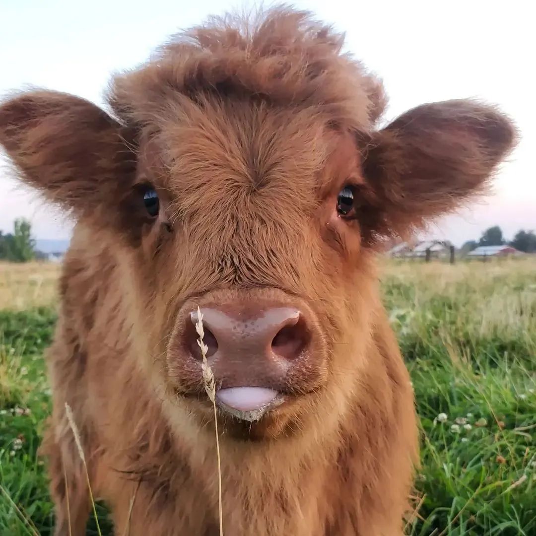 Cowlover12344's tweet photo. cow.bigfan Tap &amp; leave your comments bellow! https://t.co/eNoNHMSbO6