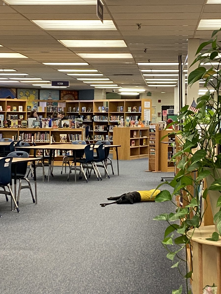 Richlynn, our service dog in training at <a href="/OMMNAACPS/">OldMillNorth</a>, likes to have a power nap in the library before students arrive. I can't say that I blame her!