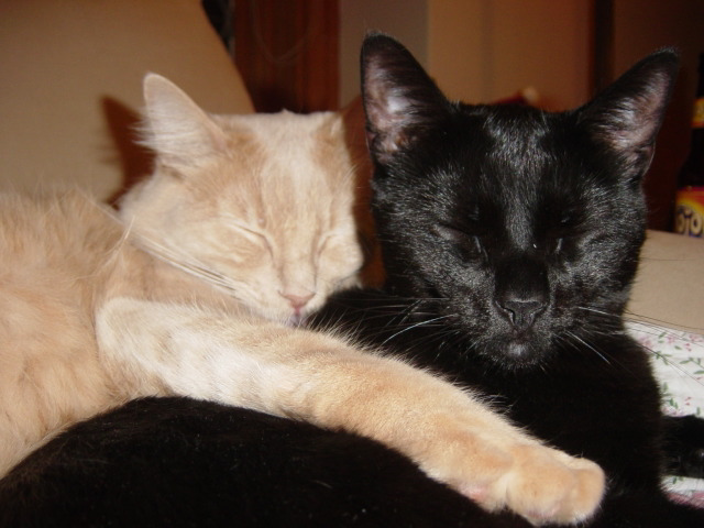 Kitty archives ♡ (@puppierz) on Twitter photo 