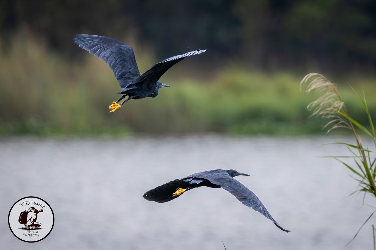 Timothy Marks 🎥 🇿🇼 🐘 tweet media