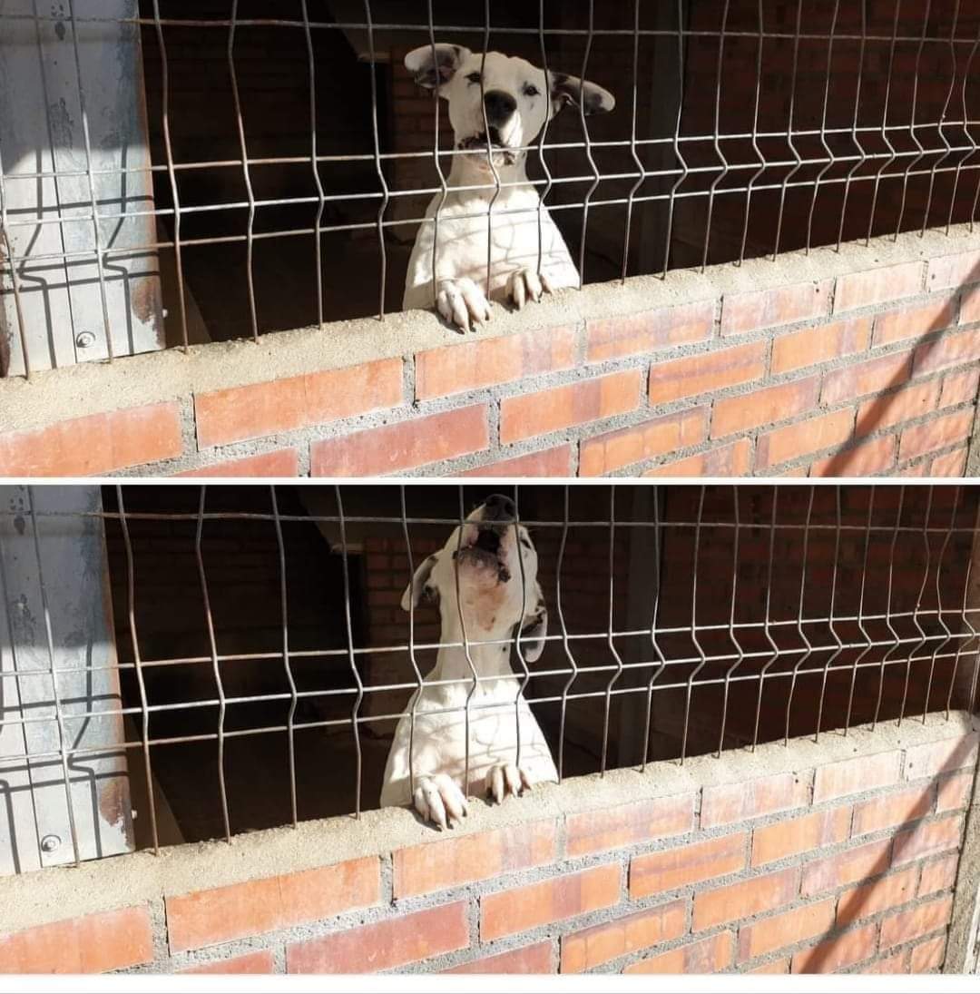 SilviaMylo's tweet photo. Tanque tiene 11 años, lo entregó su dueño en la perrera 😢 
Pasa los año en ese zulo aullando, gritando su dolor y nadie le oye, solo el frío, ese frío y esa tristeza 💔 😢
No es ppp es mestizo de dalmata 🙏
una.nueva.vida.valladolid@gmail.com https://t.co/uAioyU0IpY