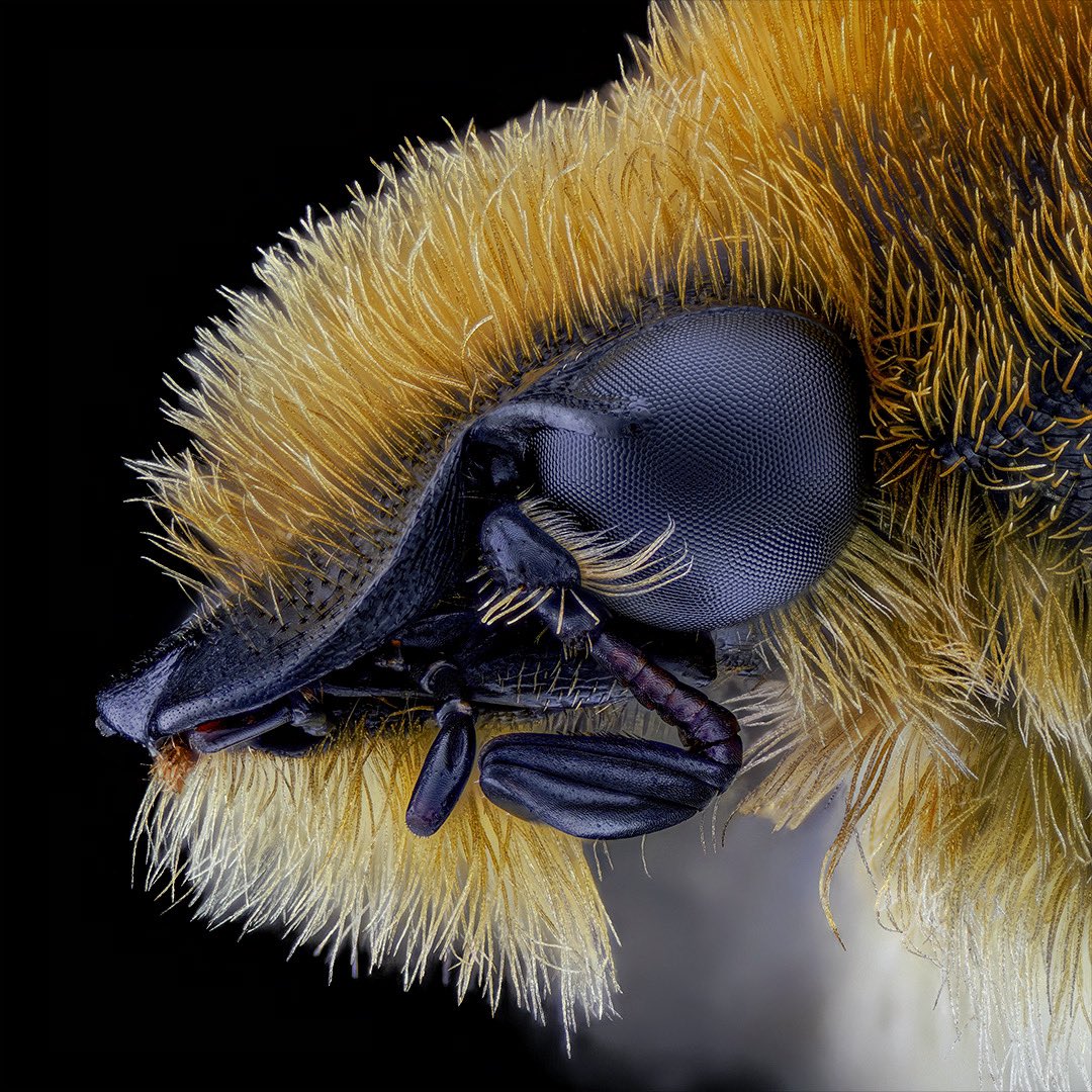sagaOptics's tweet photo. Eurasia bee beetle, Trichius fasciatus. These small fluffy beetles belong to the subfamily of rose chafers and you can even see them on roses, thistles or umbellifers together with their somewhat larger family members.⠀⠀
⠀
#Trichiusfasciatus #Trichius #macro #makro #insects #insecten #coleoptera #sony #stacking #fokusstacking #focusstacking #entomologie #entomology #beetle #käfer #rosenkäfer