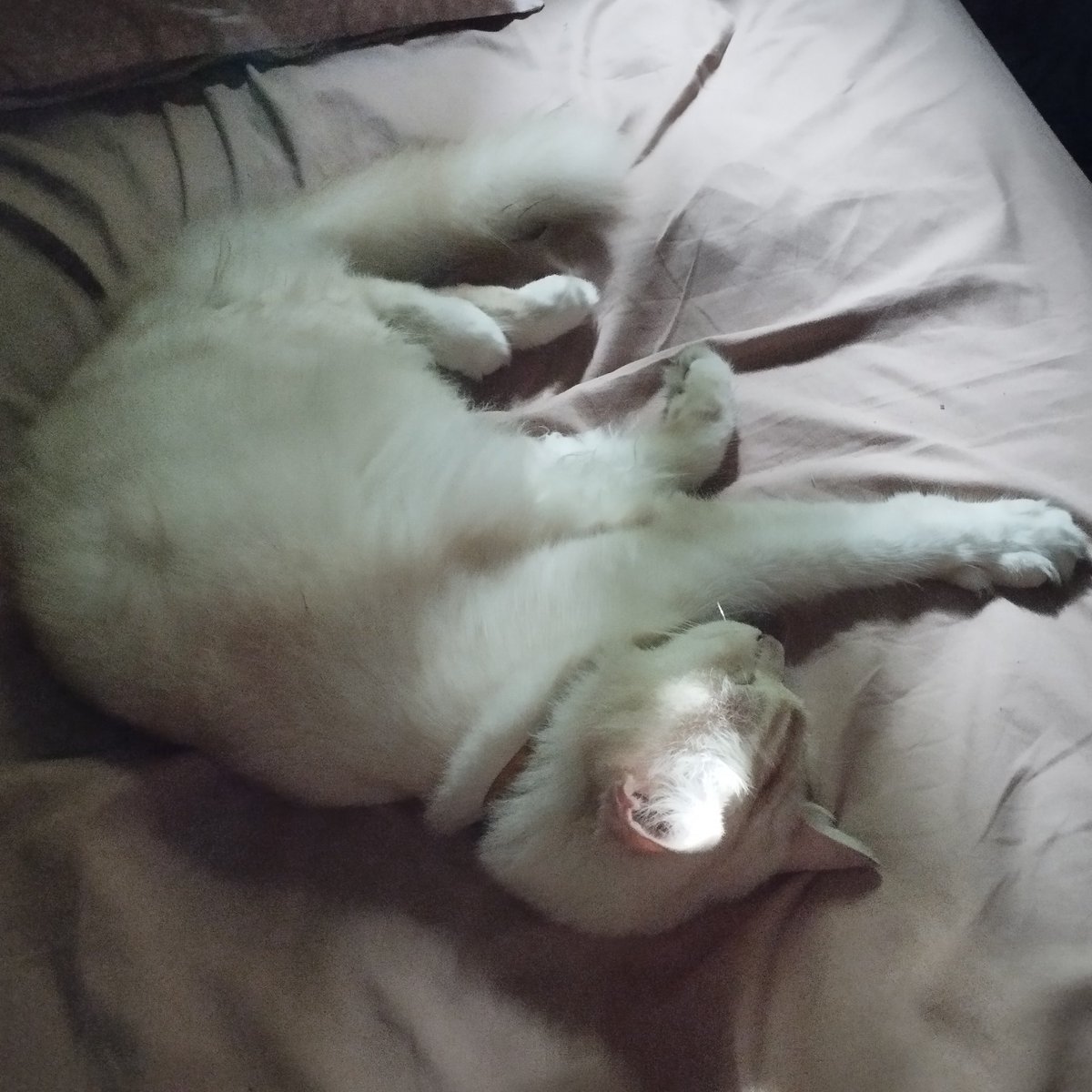 whothatcat's tweet photo. Ndud https://t.co/q4pMHzfxpF