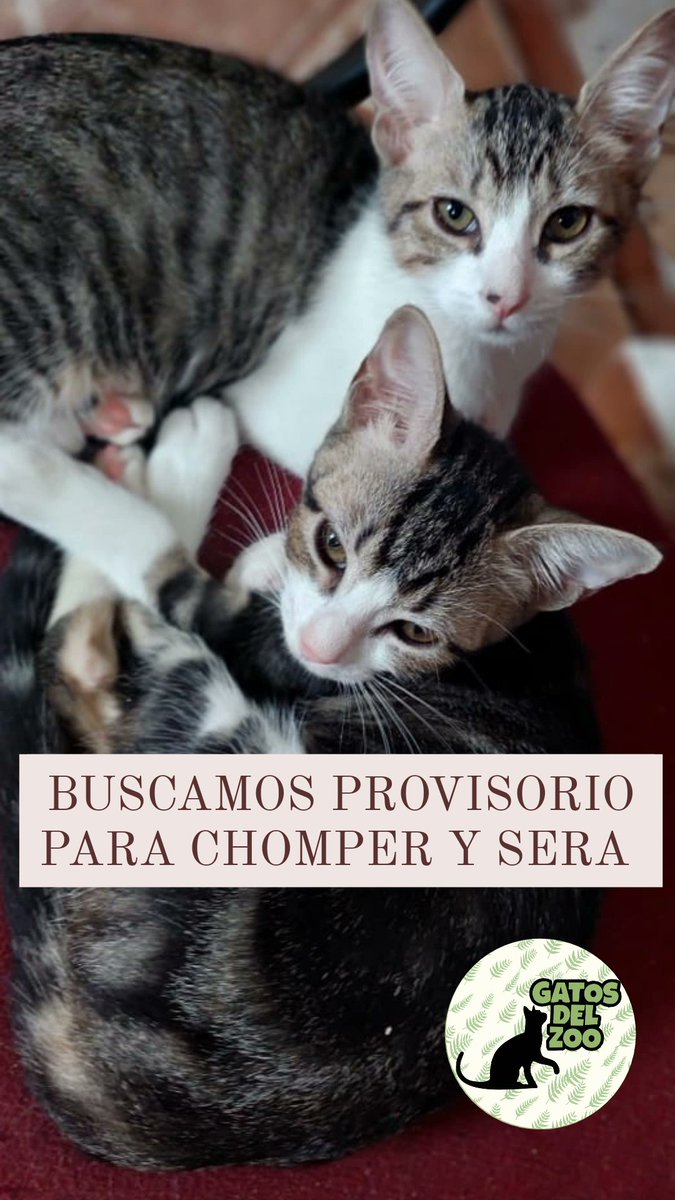 BUSCAMOS PROVISORIO
Escribinos para conocer los requisitos.
Todos los gastos cubiertos.
<a href="/yo_nva/">YoVendoNvaCba</a> 
<a href="/protegealanimal/">PROTECCION ANIMAL - ARGENTINA</a> 
#cats #gatos #castrar #hogardetransito  #adoptaunadulto #nuevacordoba #cordoba #cordobacapital   #cba  #amolosgatos #adopcion #adopcionResposable #castrarsalvavidas