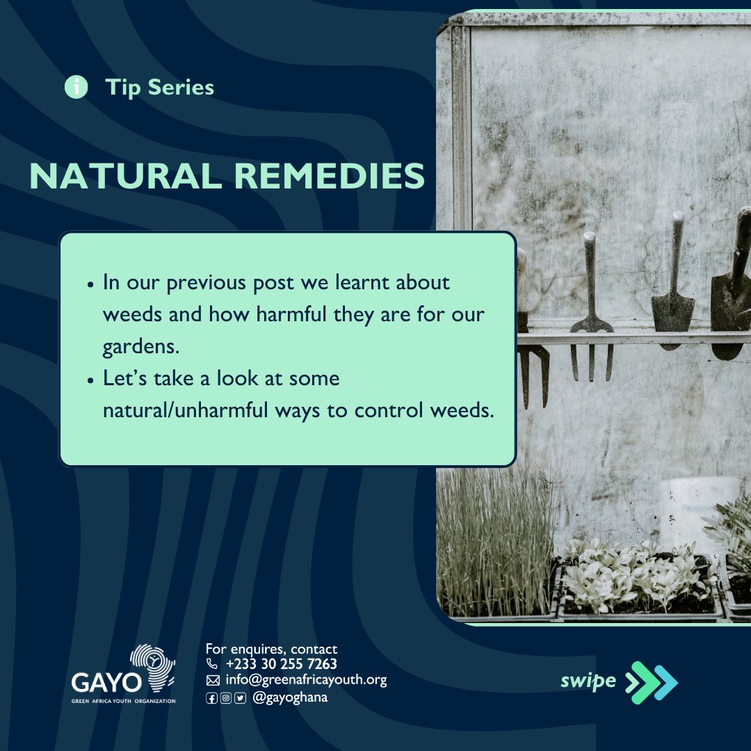 zerowaste_233's tweet photo. "Embracing nature's solutions for a weed-free haven! Discover the power of natural remedies in our latest post – say goodbye to invasive weeds the eco-friendly way!  
#zerowaste
#gayo
#zerowasteambassadors https://t.co/ACSmCQ9FKE