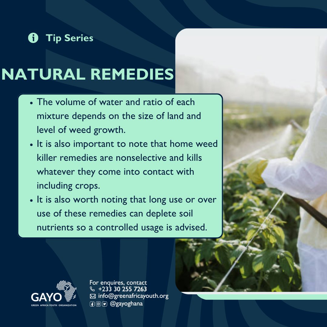 zerowaste_233's tweet photo. "Embracing nature's solutions for a weed-free haven! Discover the power of natural remedies in our latest post – say goodbye to invasive weeds the eco-friendly way!  
#zerowaste
#gayo
#zerowasteambassadors https://t.co/ACSmCQ9FKE