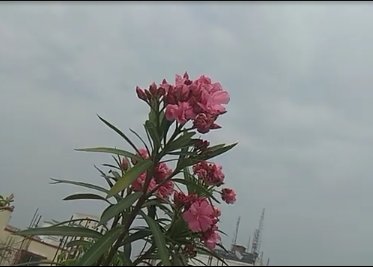 pothiksumon3's tweet photo. ওরে ঘর ছাড়া মন-
ছিড়ে সকল বাঁধন,
উড়ে যেতে চাই,
কোনো দূর অজানায়.!

ওরে পাগল এ মন-
আজি শোনেনা বারণ,
খুঁজে পেতে চাই-
চেনা আপন ভূবন.!

মনটাকে কি যায়রে বাধা-
নিয়ম সুতো দিয়ে,
মনটা যে চায় হারিয়ে যেতে-
আপন ভাবনা নিয়ে.!

💙__রাতের শুভেচ্ছা
      পথিক সুমন https://t.co/IIjMHJUaSs