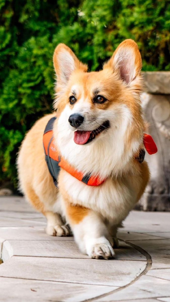 Just took my corgi for a walk in his little vest and he was strutting his stuff like he was on the catwalk! #corgi #petfashion #dogwalk