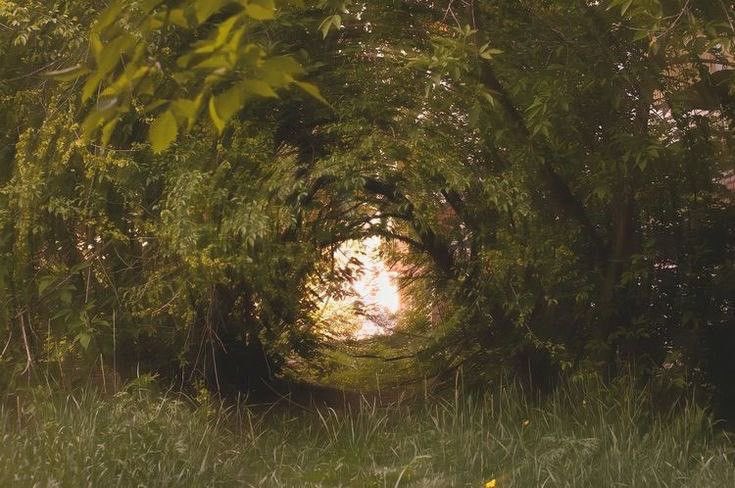 greendreamvibes's tweet photo. 🌱 https://t.co/vfQTJz7oTz