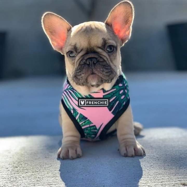 Just got my French Bulldog a new shirt and he is strutting around like he's on the catwalk! #frenchbulldog #dogfashion