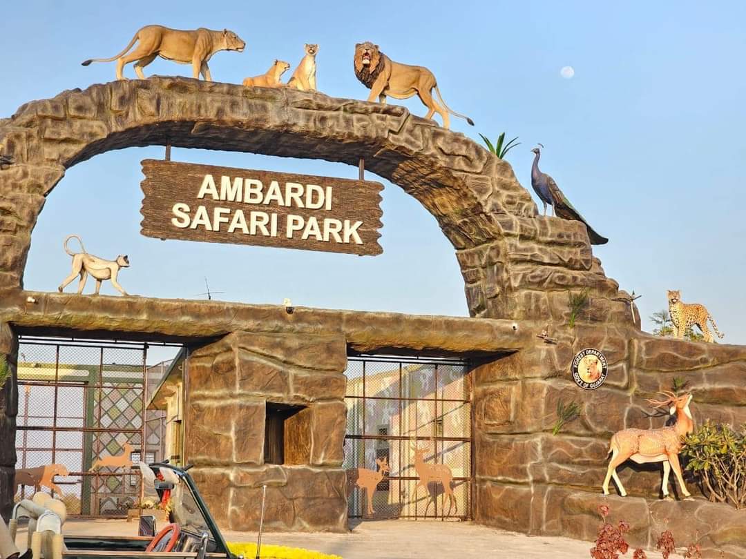 Ambardi Safari Park gets six zoo-bred wolves; Minister facilitates soft-release