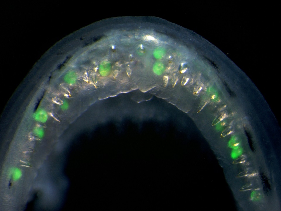 The Square Lab <a href="/UF_MCS/">UF Microbiology</a> is hiring a lab tech! Come help me finish some cool projects on tooth and bone development, start some new experiments, and have a hand in getting my fresh lab up off the ground! DM me if you have any questions. Apply here:

explore.jobs.ufl.edu/en-us/job/5300…