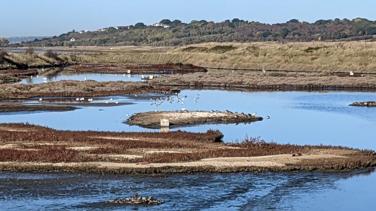 BirdAwareEssex's tweet photo. Our rangers Lea&amp; Chloe will be patrolling #shoeburyness this morning and #twotreeisland in the afternoon. Come and have a friendly chat about birds, dogs, nature and the local area. @SouthendCityC @Shoeburygarriso @leighonsea_news @SouthEndNews @BBCEssex @essexlive https://t.co/7uc2YBPjEw