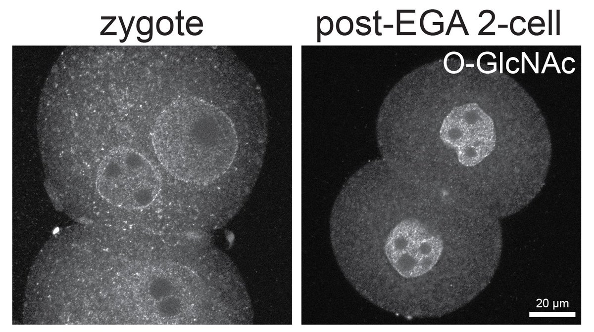 Too happy to share my main 1st-author paper from my PhD, fruit of a fantastic collaboration with @AnaBoskovic18 🥳 Protein glycosylation is abundant in mouse embryonic nuclei after EGA, but its functional significance in vivo had never been tested 🧵1/8 biorxiv.org/content/10.110…