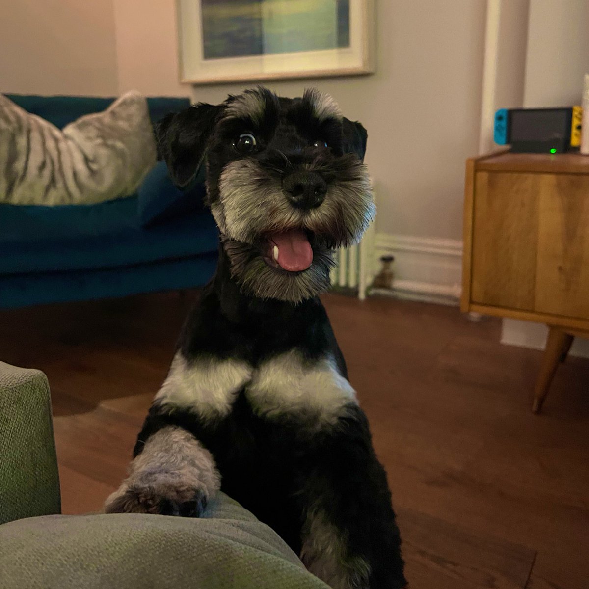 Dear twitter,
Can we leverage this wonderful platform to connect our best doggo  #AntonioBarkderas to meet up with <a href="/antoniobanderas/">Antonio Banderas</a> who’s filming in our neighborhood of the Upper West Side tomorrow? 

I mean, they were destined to meet, so how can we make this happen???