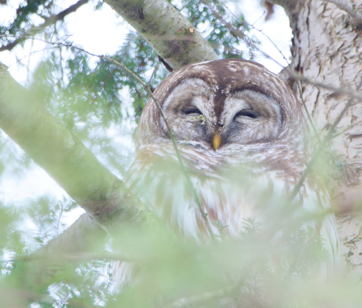 RoppityPhotos's tweet photo. #Harry and #Erie sharing the Hemlock tree this morning.  #TwitterNatureCommunity #TwitterNaturePhotography #WildlifePhotography #Wildlife #Photography #Owls https://t.co/q5cKsnhKLe