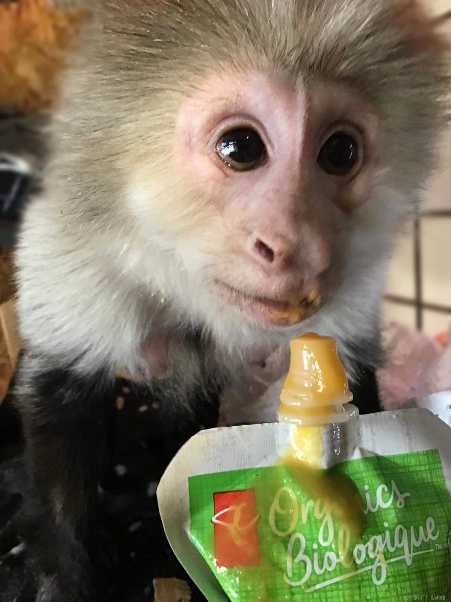 PocketsWarhol's tweet photo. You had me at mango!🐵🥭#storybookmonkeys #HeyPC https://t.co/n0QEIW98cY