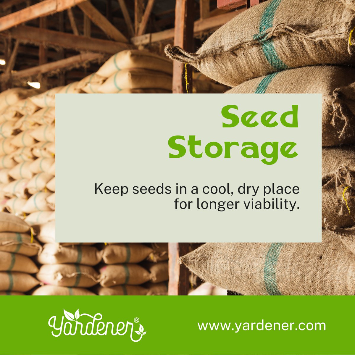 Gardening 101: Store seeds in a cool, dry place to keep them viable for future planting! What seeds are you saving for next year?

#gardening #gardeninglife #gardeningtips #gardeningisfun #gardeninglove #yardener #GardeningX