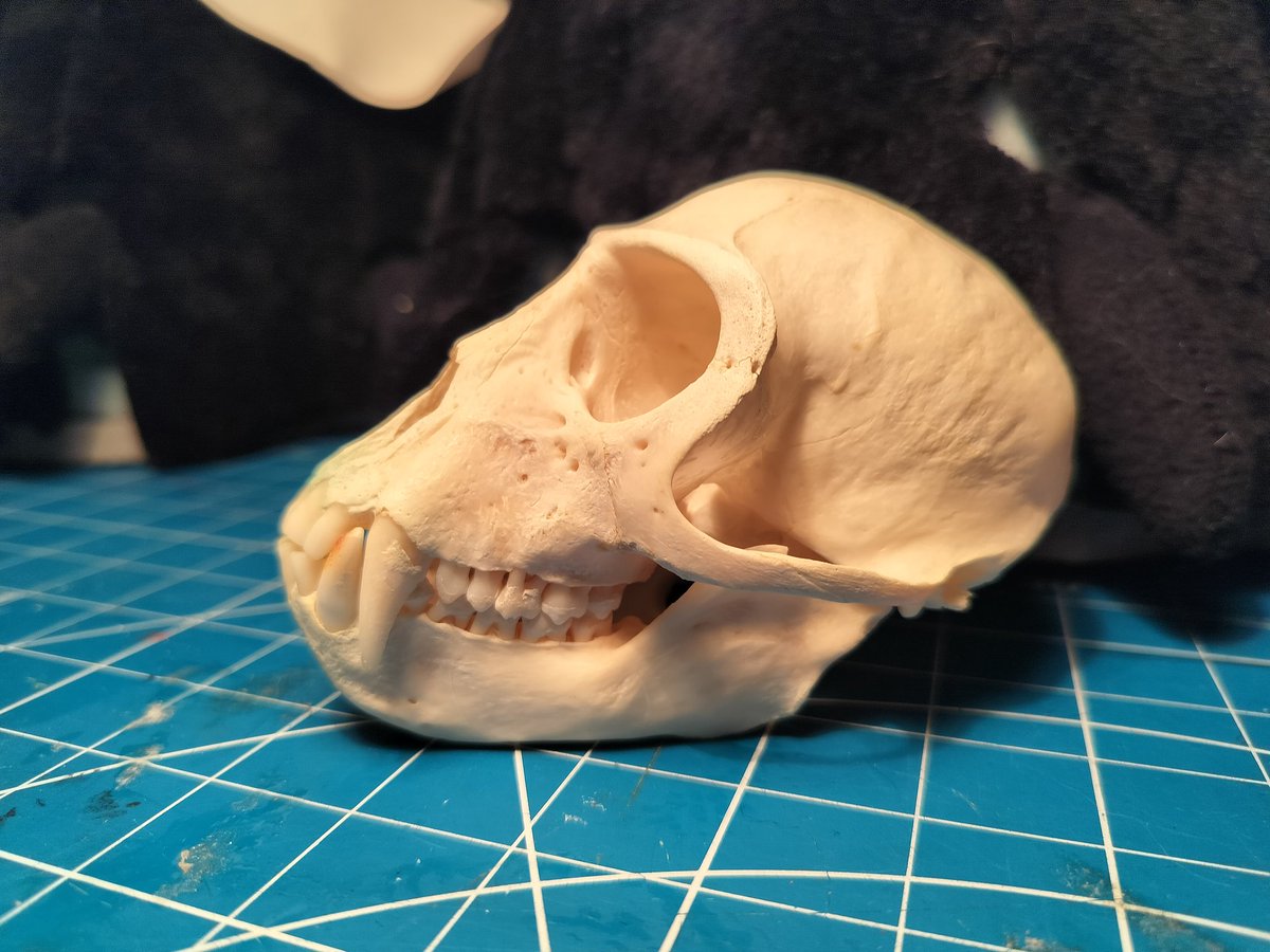 Misosoupderg's tweet photo. Need to Pay bills so I'm Selling one of my personal Skulls.
VELVET MONKEY SKULL!!
missing 2 teeth.
$160 with shipping included.
Ethically sourced. I have owned this piece for many years now.
#skull #oddities #deadthings https://t.co/TtF590VpZK