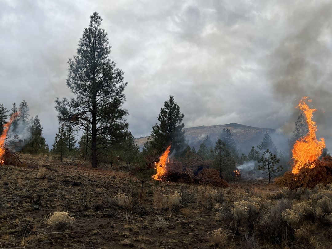 CodeRed001Blue's tweet image. 10:50am 1/23/2024 Pile burning has been ongoing around the #KlamathNF (Siskiyou County) with over 425 acres knocked out since the start of the year. Today near Happy Camp folks will be burning piles up Indian Creek near Pine Place Drive and in the area of the South Fork. 
Page 1