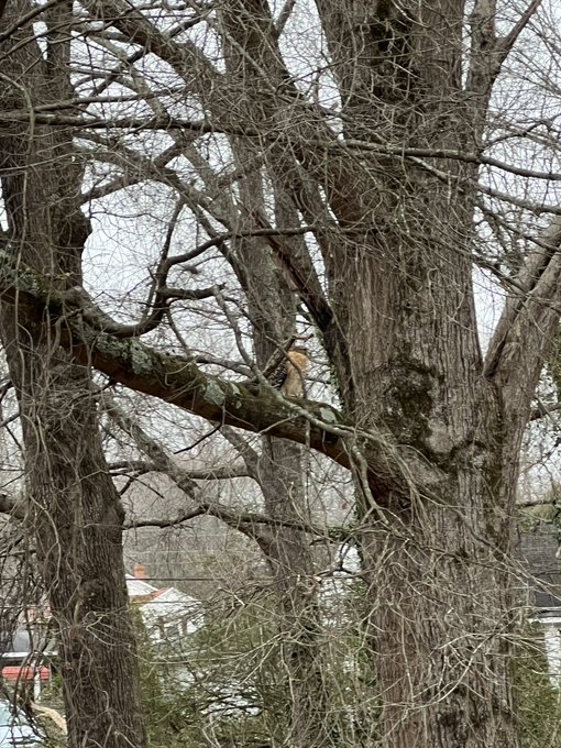 Found this in my front yard today. https://t.co/Q0Wyd9E7x7<a href="/tag/beardgang"class="tags"><span>#beardgang</span></a><a href="/tag/beardedmen"class="tags"><span>#beardedmen</span></a>