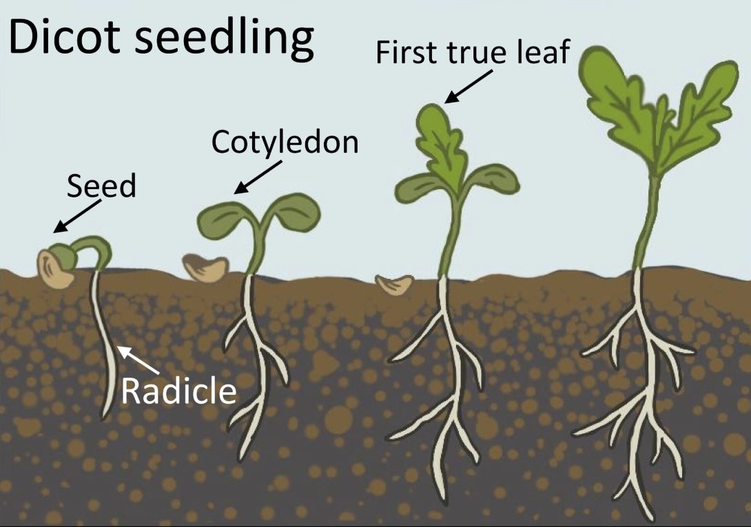 Led by the amazing @DanielEWinkler, we outline considerations involved in seedling functional research and highlight the who, what, when, where and how of measuring seedling traits @JulieELarson @SlateMandy @KorellLotte @re_sprout @idiv @MethodsEcolEvol shorturl.at/dvPQU
