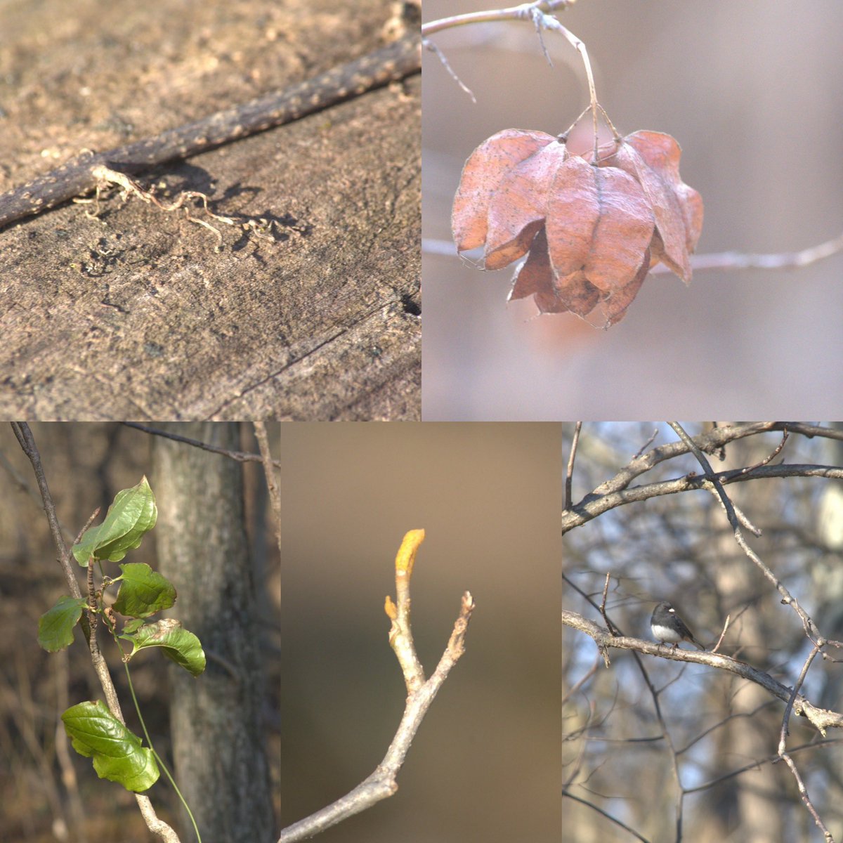 We would like to thank Naturalist James for capturing some nature pictures from the Terradise Nature Preserve. #naturalistjamesanderson #LoveYourMCPDParks #MarionCountyParkDistrict #wildlife #naturephotography #ohiowildlife #ohionaturelover #ohionaturelovers #nature #MarionMade