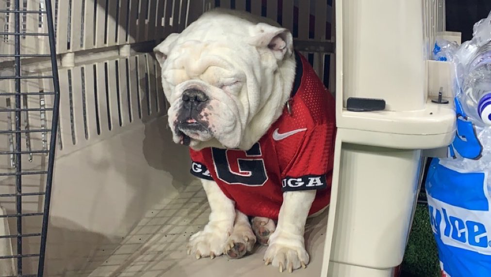 Dylan Webber tweet media