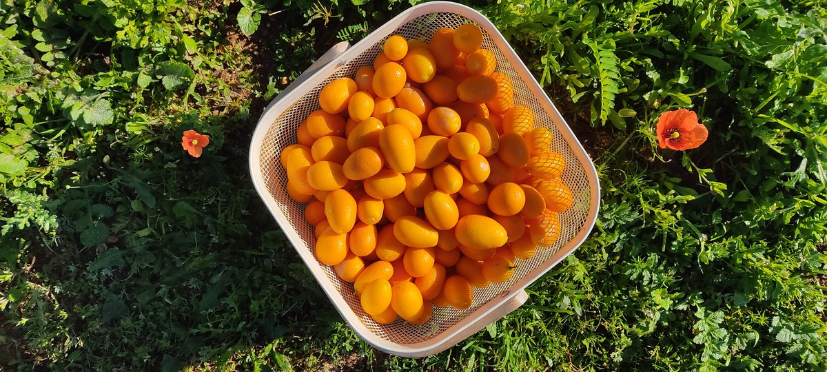 Kumquats from our garden 👍😘

#kumquats #visitalgarve #RoomToRent #feelslikehome #apartmentforrent #holiday #vacation #happytraveller #HappyHosting #portugal #bedandbike #moncarapacho #Fuseta #shorttermrentals #eastalgarve #quintadossorrisos