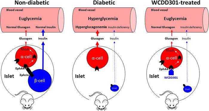 DanielJDrucker's tweet image. Data suggests that targeting the α cell EphA4 receptor by sustained release of WCDD301 is a promising pharmacologic pathway for suppressing glucagon and normalizing hyperglycemia in patients with #T1D insight.jci.org/articles/view/…