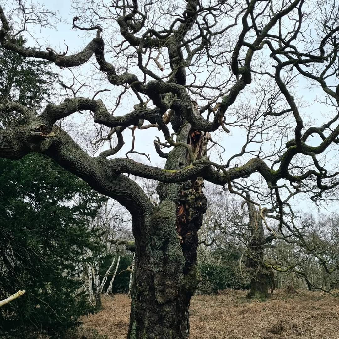 We love the drama of stark winter trees 🌳
#nottinghamshire #treephotography #winterphotography #marketing #sherwoodpines