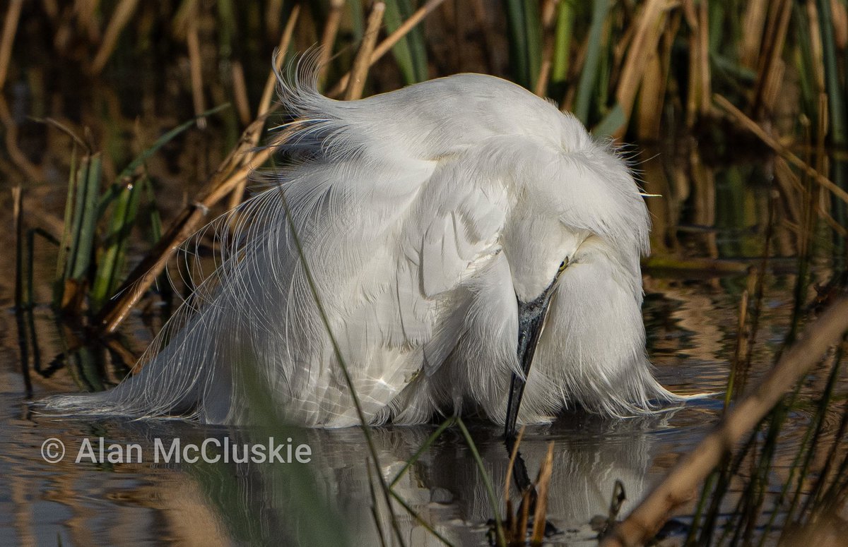 Duvet bird🤔..#LittleEgret #egrets @slimbridge_wild 22/1/24 #glosbirds @Britnatureguide @rawbirds #birdphotography #birdlovers @WildlifeMag @BBCCountryfile