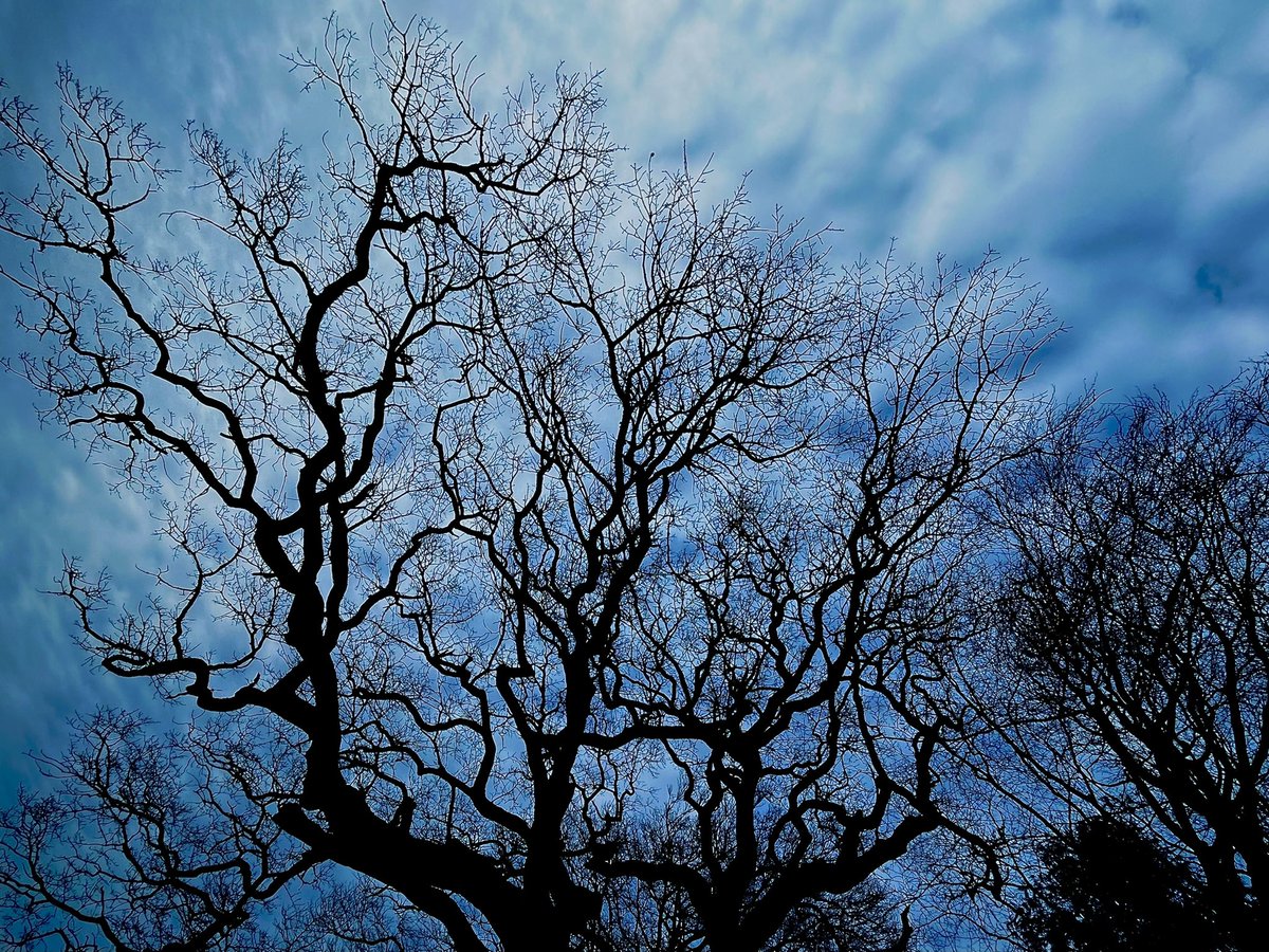 📷 Winter trees 
#wintertrees 
#baretrees 
#treelover
#trees 
#winter 
#wintersky 
#photograghy