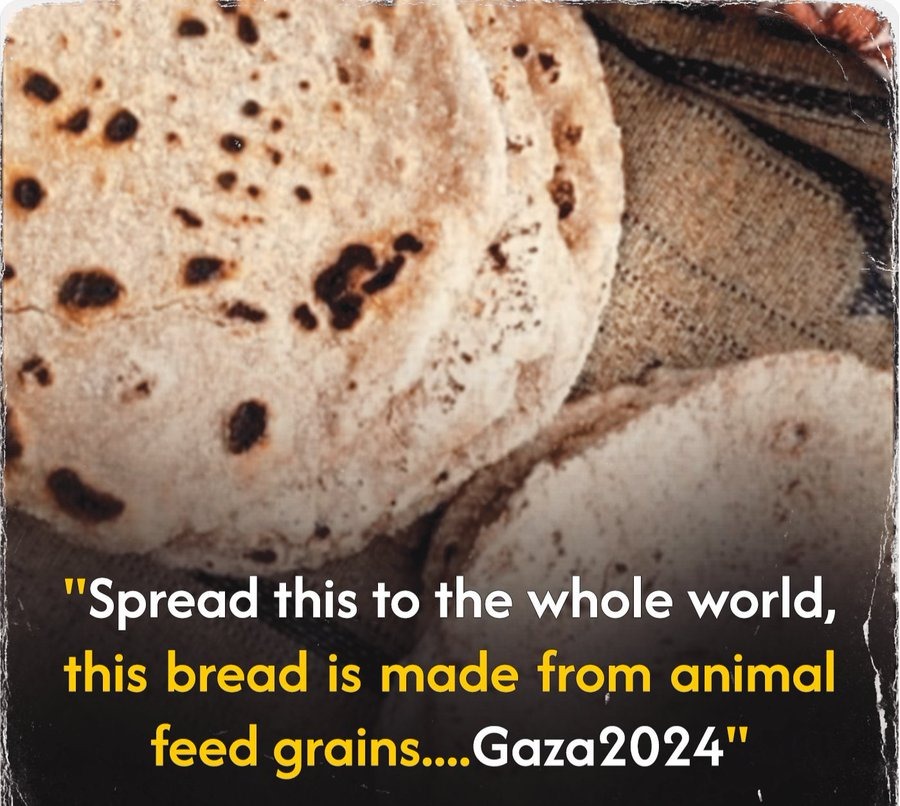 The Palestinian people are dying of hunger before the eyes of the world.

Due to the Israeli blockade preventing the entry of food aid trucks into the northern part of Gaza, Palestinians have resorted to using animal feed grains to make bread.

#GazaStarving