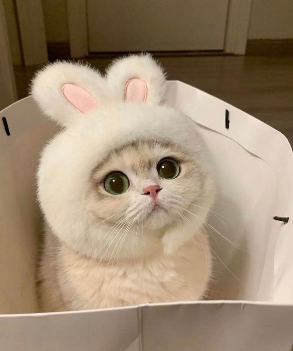 contents that ll heal your depression 🌻 (@catshealdeprsn) on Twitter photo 