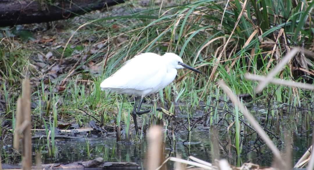 Our Little Egret is back, spotted on Wildern Moor by the new pond @BirdAwareSolent @GreenHampshire @HomeWildlife @LGSpace