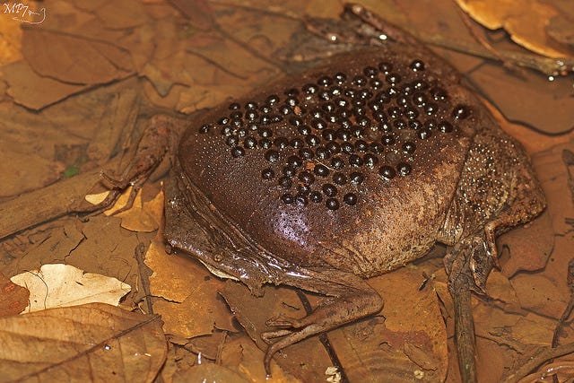 Id like to remember everybody that Surinam toads exists, and i encourage you to google the way they give birth, it is very fun and not horrible at all and has nothing to do with the little black dots embedded in its back ( do not google it if you have trypophobia)