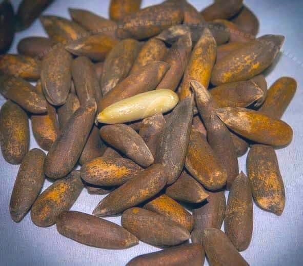 :- Pakistani Bitcoin 🤑🫠
 #Pakistani #bitcoins