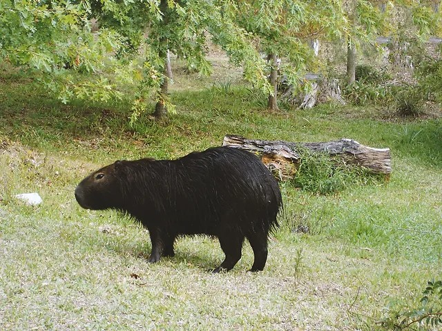 taffy_sinclair's tweet photo. Black Capybara
#Capybara
#carpincho
#rodent
#positiverodent https://t.co/2d5cEJ786c
