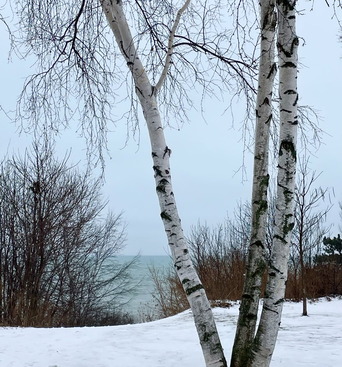 Sheboygans, in shades of blue and white. #nature #trees #birchtrees #whitebirch #water #shoreline #cliffside #sheboygan #winter #weather #drab #wisconsin #shadesofgrey ⁦@LindseySlaterTV⁩ ⁦@Mark_Baden⁩
