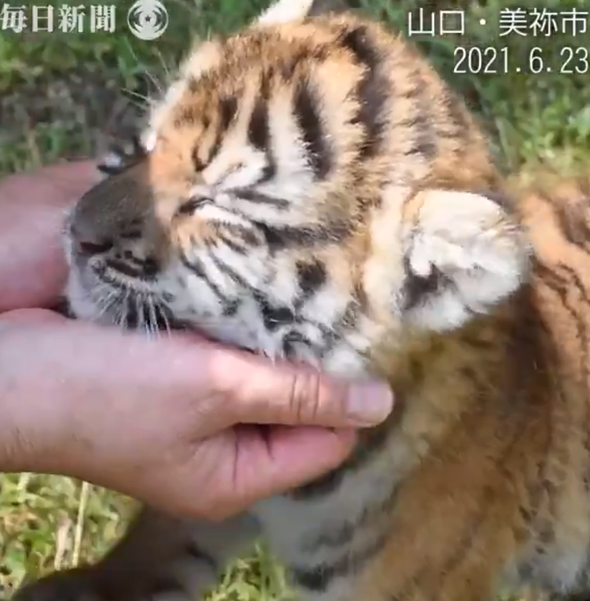 tigertae's tweet photo. little tiger cub 🐯🤏🏼 https://t.co/rZ6EMlGueB