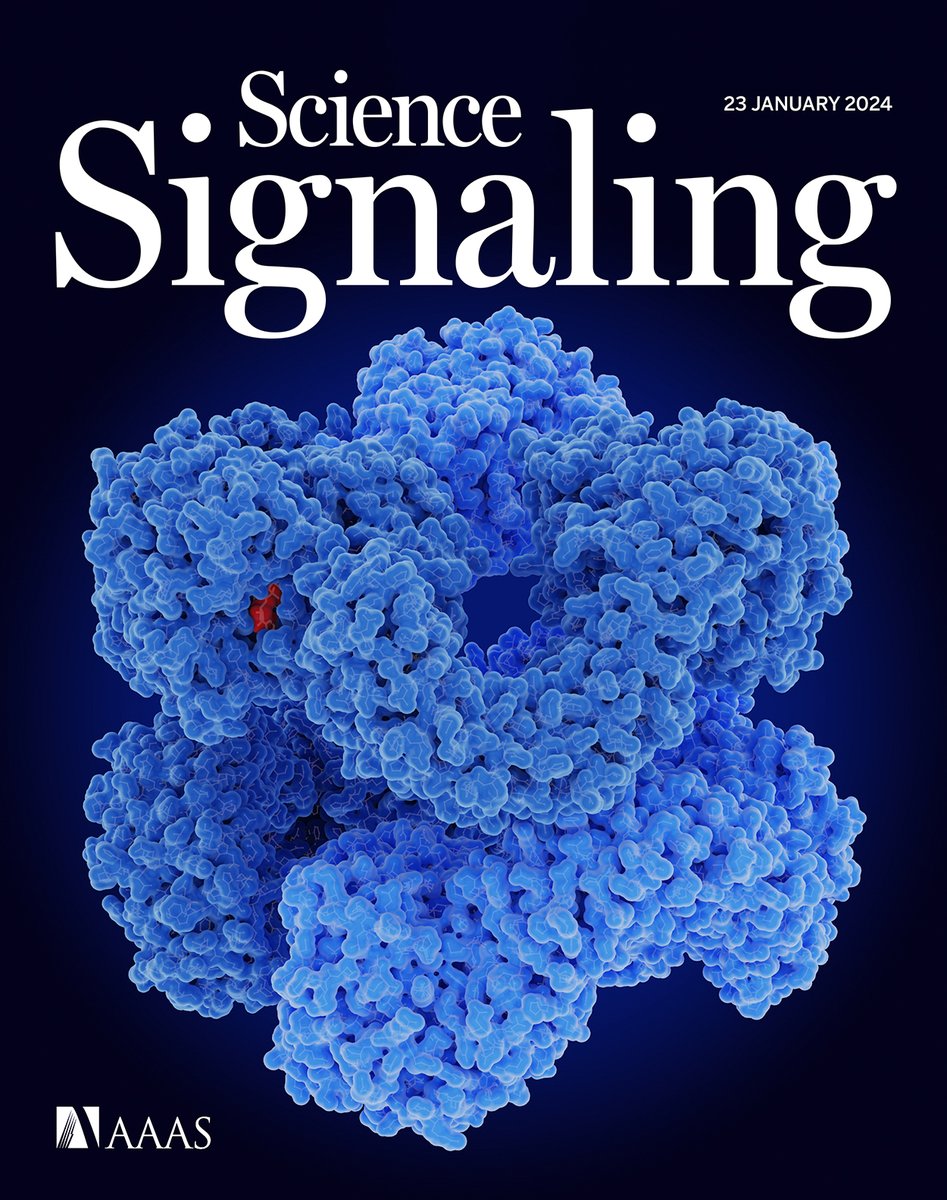 This week’s new issue of #ScienceSignaling has arrived! 

Discoveries about the nature of inflammasomes could inform research into inflammatory conditions, a study illustrates how protein competition enables the growth of cellular “antennae,” and more. scim.ag/5Cl