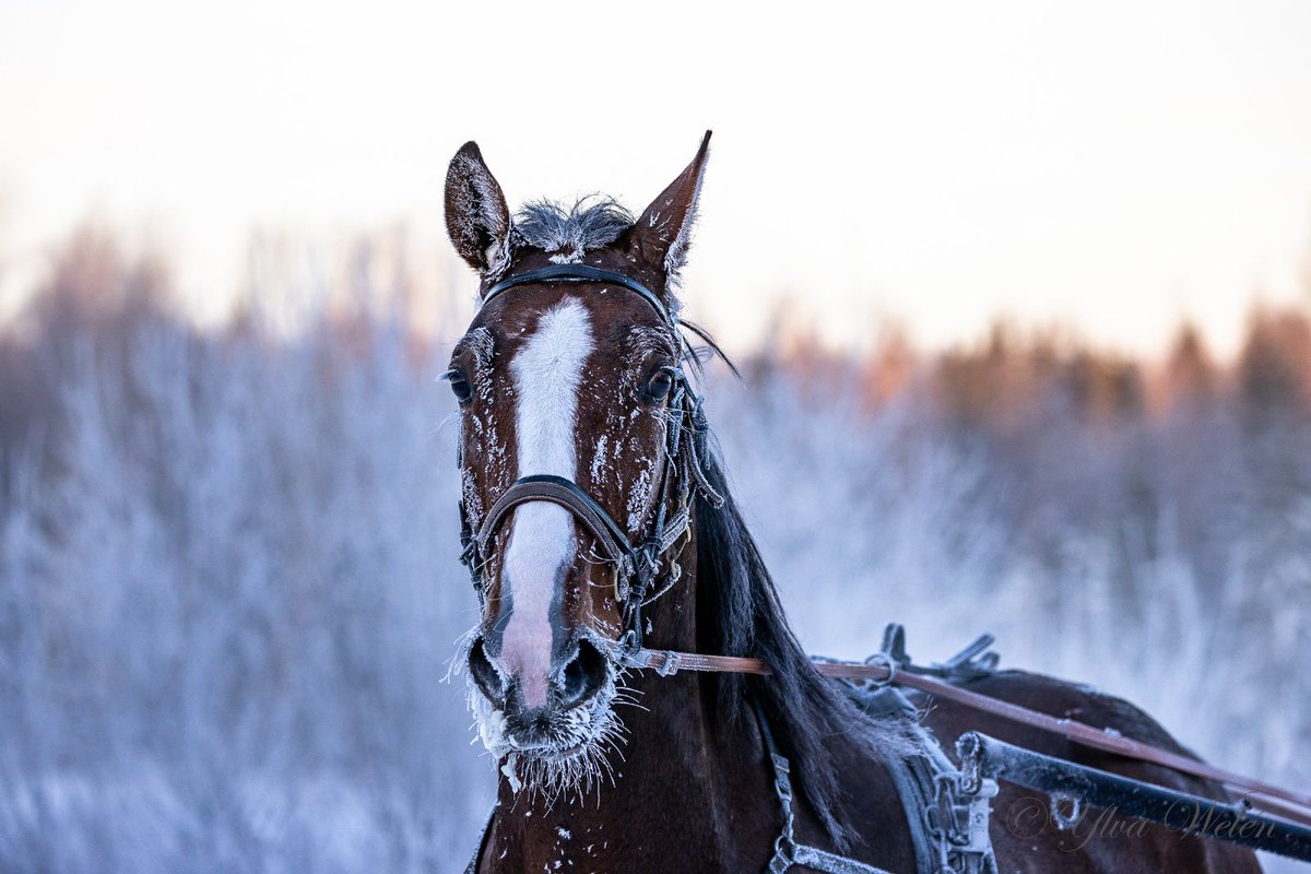 StallTinter tweet picture