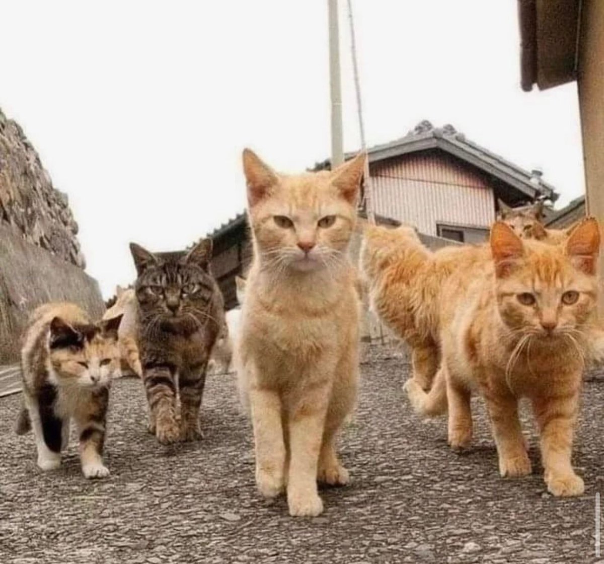 PostsOfCats's tweet photo. gang https://t.co/K0fLW2V4ys